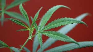 Петима задържани за притежание на наркотици