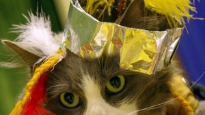 Котки от цяла България идват на карнавал Габрово