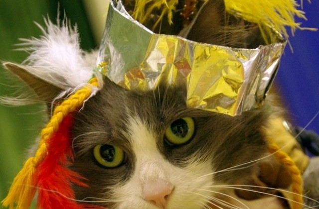 Котки от цяла България идват на карнавал Габрово