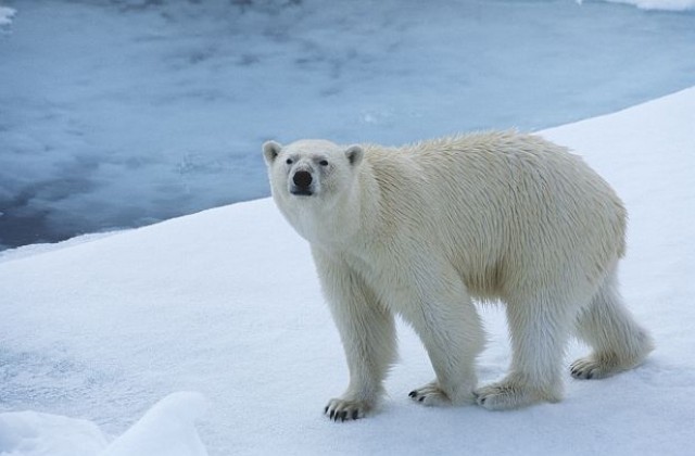 Белите мечки застрашително намаляват