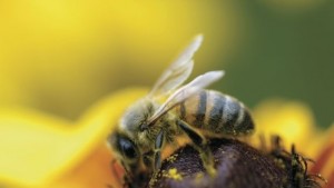 Богданов с питане за проблемите на пчеларите