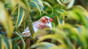 Учени разкриха тайна свързана с червения цвят при птиците