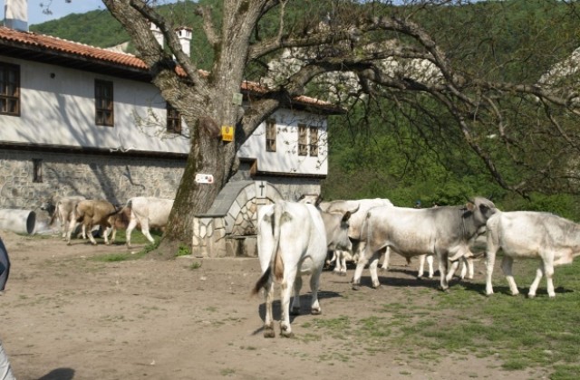 Откриха нодуларен дерматит в благоевградското село Падеш