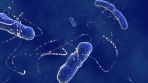 Унищожаването на чревните бактерии намалява паметта