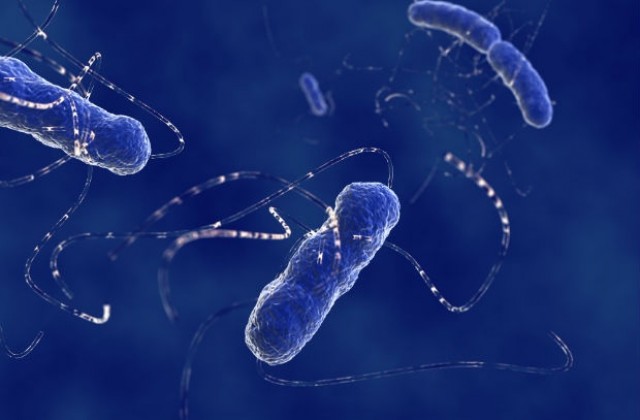 Унищожаването на чревните бактерии намалява паметта