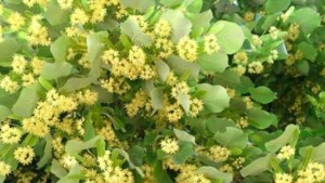 Забранява се брането на липов цвят