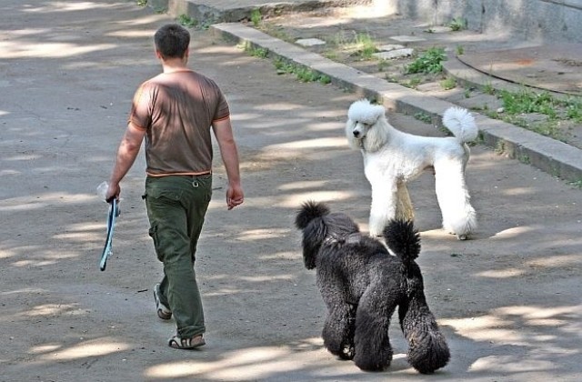 Забранява се разхождането на кучета в обществени места и детски площадки