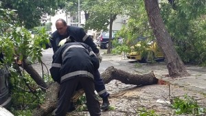 Дърво падна на ул Пробуда
