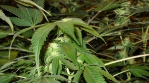 Разбиха домашна наркооранжерия във Възраждане