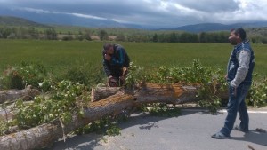 Паднало дърво затрудни движението на пътя БаняДолно Драглище