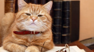 Учени разполовиха Котката на Шрьодингер