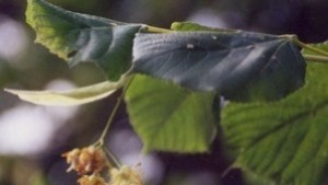 От 50 5000 лв глоба за бране на липов цвят