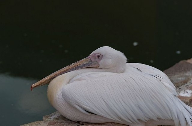 Еколози спасиха заблуден розов пеликан в Златоград