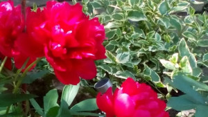 На 28 май слънцето ще се задържи но и ще