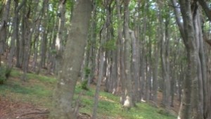 Повече от 100 патиланци отново тръгват на поход