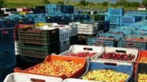 Предаваме череши само на регламентирани места