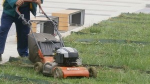 Община Добрич Дъждовете забавиха косенето на тревата