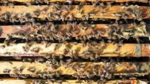 Натровиха 5 пчелина