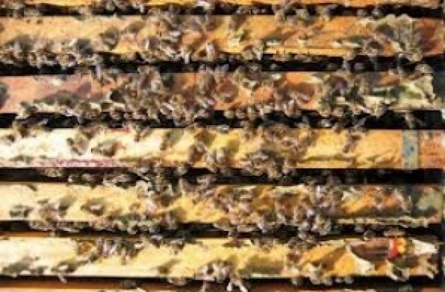 Натровиха 5 пчелина