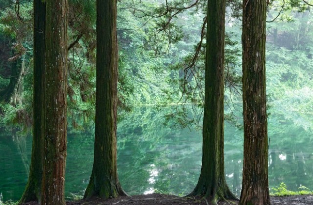 Спасители търсят дете, изоставено в гора в Япония
