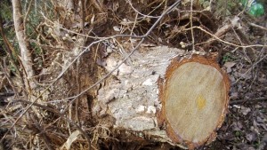 Общински съветник от ГЕРБ Павликени алармира институциите за незаконна сеч