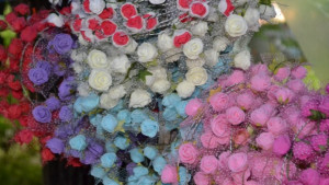 Община Казанлък с богата концертна програма за Празника на розата