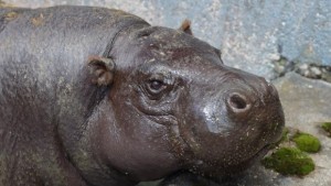 Хипопотами джуджета в софийския зоопарк СНИМКИ