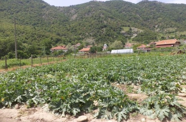 Село Господинци се отказа от тютюна, разчита на зеленчукопроизводство
