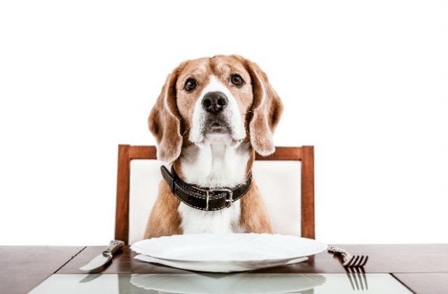 Шведски ресторант предлага меню за кучета
