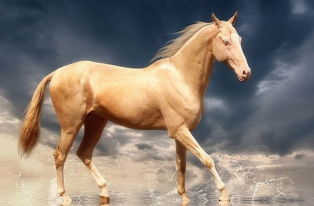Вижте „небесния кон“, който завладя социалните мрежи с красотата си (ВИДЕО/СНИМКИ)