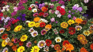 Предприемачи ГЕРБ Сливен дариха над 1300 цветя за залесяване