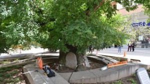 Укрепват Стария бряст в Сливен със специални въжета