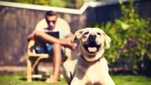 Разкриха загадката с опитомяването на кучетата