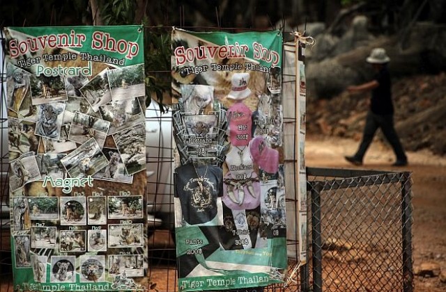 Откриха десетки мъртви тигърчета в Храма на тигрите в Тайланд