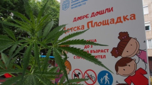 Марихуана избуя на втора детска площадка във Варна