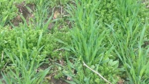 Въздушно пръскане с хербицид в Севлиевско