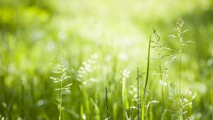 Времето на 5 юни До обяд слънчево после дъжд в