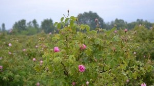Световен първенец сме в производството на розово масло