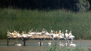 Излюпи се първото пеликанче извън езерото Сребърна от 60 години