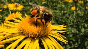 Тежка година за пчеларите