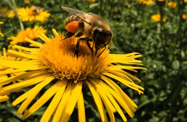 Тежка година за пчеларите