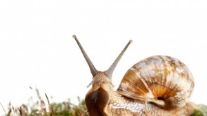 Учени впрягат охлюви да помагат за разработване на роботи