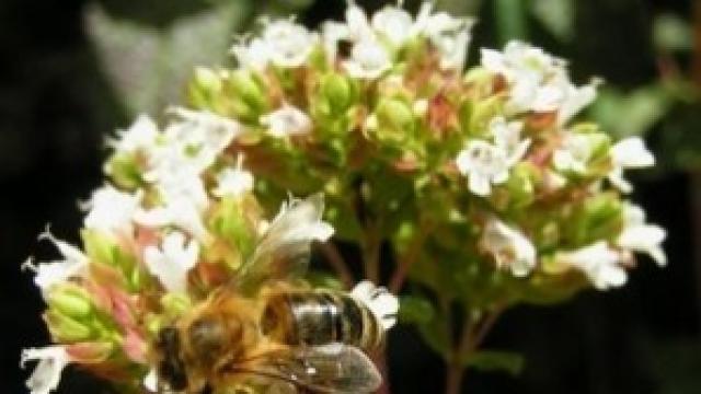 Замърсяването на въздуха убива любовните трепети на насекомите