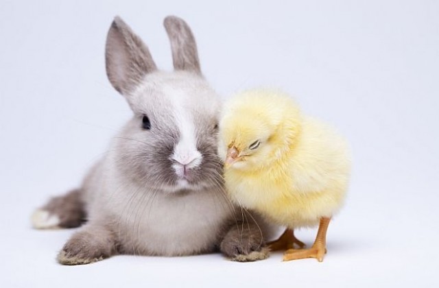 Трогателно приятелство между зайче и пиленца (ВИДЕО/СНИМКИ)