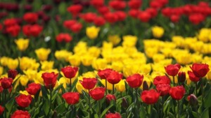 Глобалното затопляне влияе пагубно на аромата на цветята