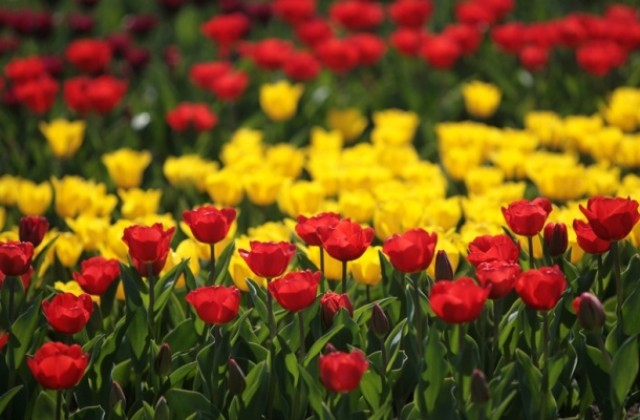 Глобалното затопляне влияе пагубно на аромата на цветята