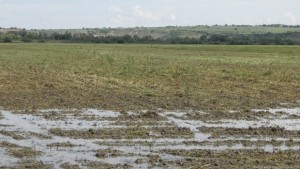 Високи подпочвени води тормозят земеделците в землището на Обнова