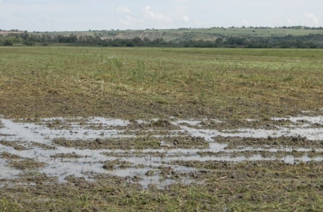 Високи подпочвени води тормозят земеделците в землището на Обнова