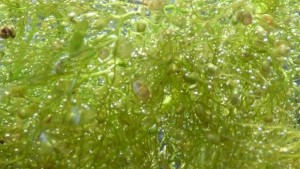 Уникални кадри в резервата Сребърна засне японски екип