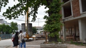 От РИОСВ провериха защитени вековни дървета в центъра на Плевен